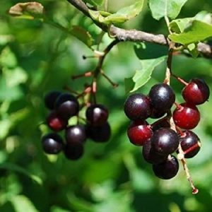 wild cherries11 300x300 گیلاس وحشی: خواص دارویی و نحوه مصرف